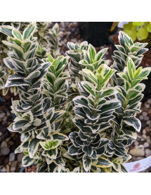 Euonymus japonicus White Spire (4.5lt)