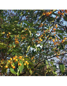 Euonymus myrianthus (7.5lt)