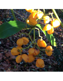 Euonymus myrianthus (7.5lt)