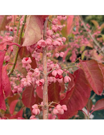 Euonymus oxyphyllus (12lt)
