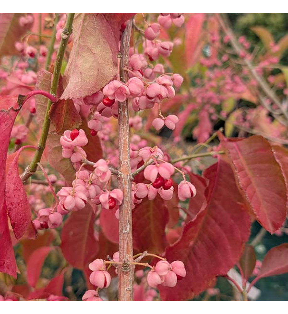 Euonymus oxyphyllus (12lt)