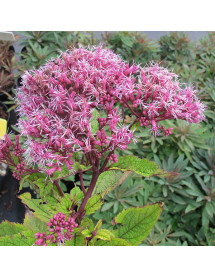 Eupatorium dubium Baby Joe (1lt)