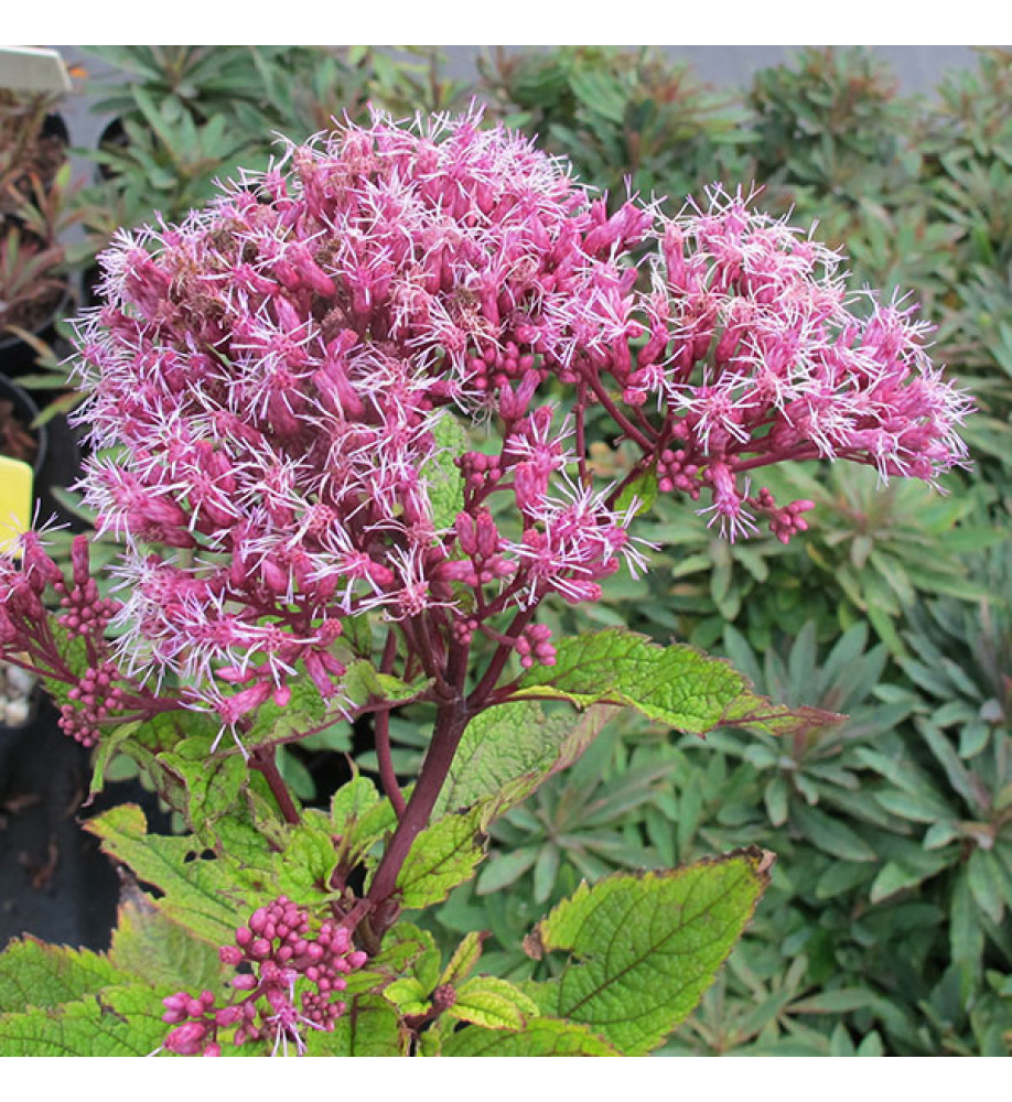 Eupatorium dubium Baby Joe (1lt)