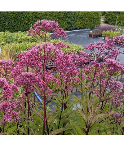 Eupatorium maculatum atropurpureum Reisenschirm (1lt)