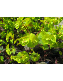 Euphorbia amygdaloides Purpurea (9cm) Euphorbia amygdaloides Purpurea (9cm)