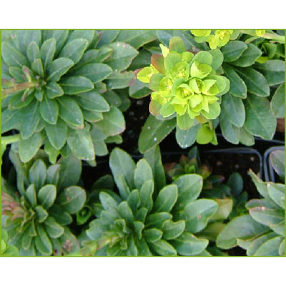 Euphorbia amygdaloides robbiae (0.75lt)