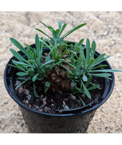 Euphorbia Bupleurifolia (0.8lt)
