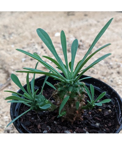 Euphorbia Bupleurifolia (0.8lt)