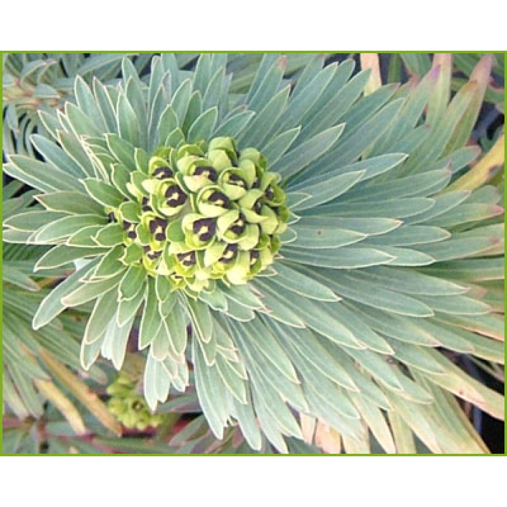 Euphorbia characias Black Pearl (1lt)