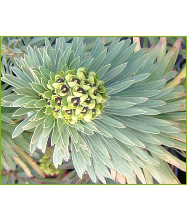 Euphorbia characias Black Pearl (1lt)
