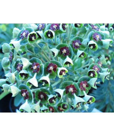 Euphorbia characias Black Pearl (1lt)