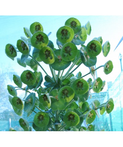Euphorbia characias Humpty Dumpty (1lt)
