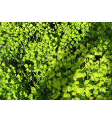 Euphorbia characias wulfenii (0.8lt) Euphorbia characias wulfenii (0.8lt)