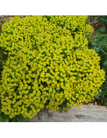 Euphorbia cyparisias Fens Ruby (1lt)