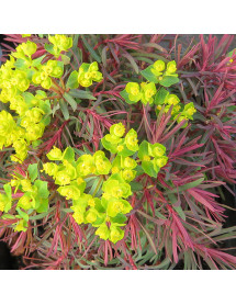 Euphorbia cyparisias Fens Ruby (1lt)