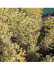 Euphorbia characias Emmer Green (0.8lt)