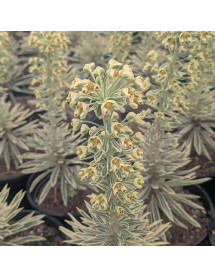 Euphorbia characias Emmer Green (0.8lt)
