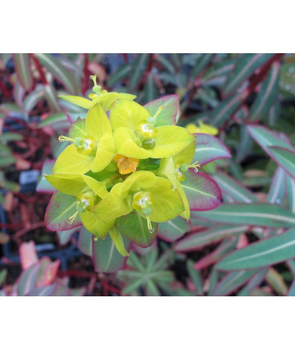 Euphorbia Excalibur (1.5lt)