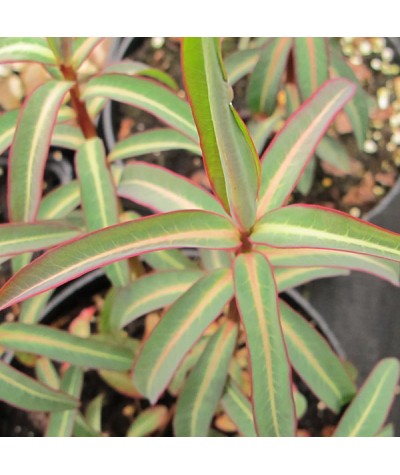 Euphorbia Excalibur (1.5lt)