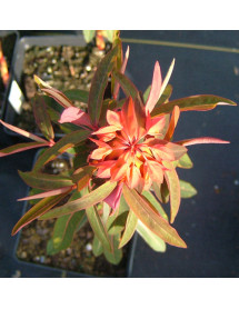 Euphorbia griffithii Dixter (1.5lt)