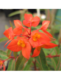 Euphorbia griffithii Dixter (1.5lt)
