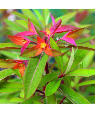 Euphorbia griffithii Fireglow (1.5lt)