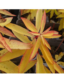 Euphorbia griffithii Fireglow (2lt)