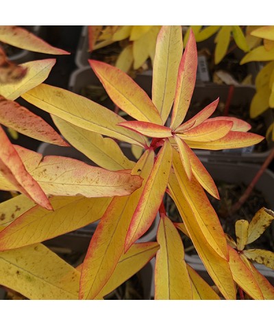 Euphorbia griffithii Fireglow (1.5lt)