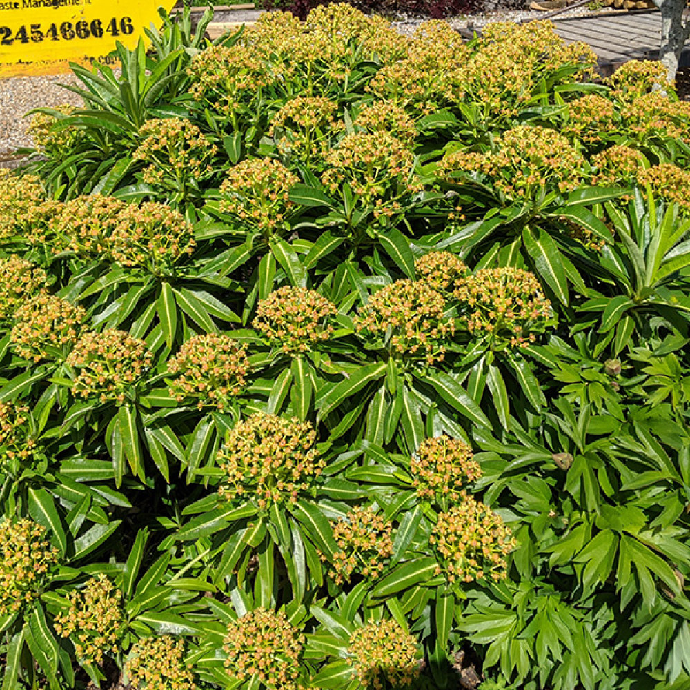 Euphorbia mellifera (1lt)