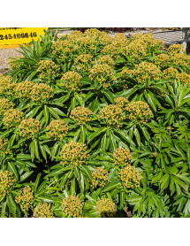 Euphorbia mellifera (1lt)