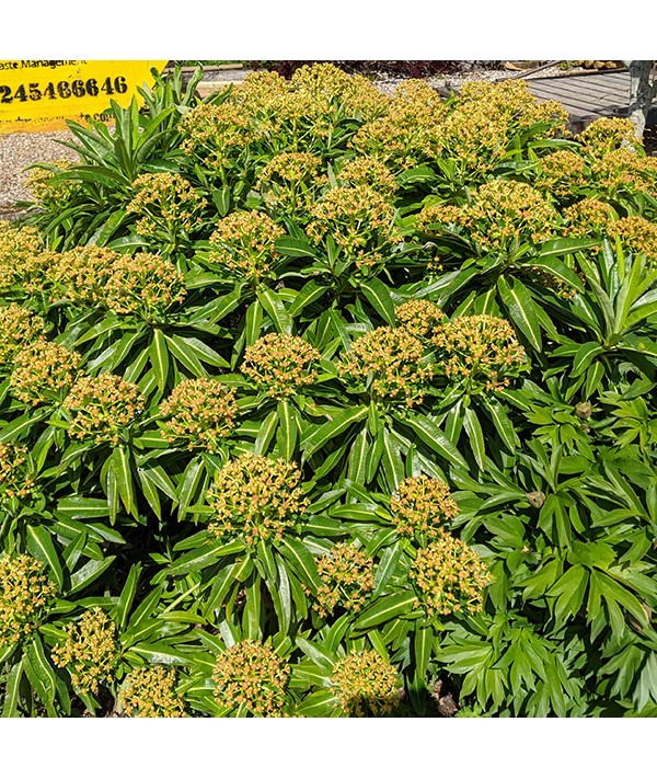 Euphorbia mellifera (2lt)