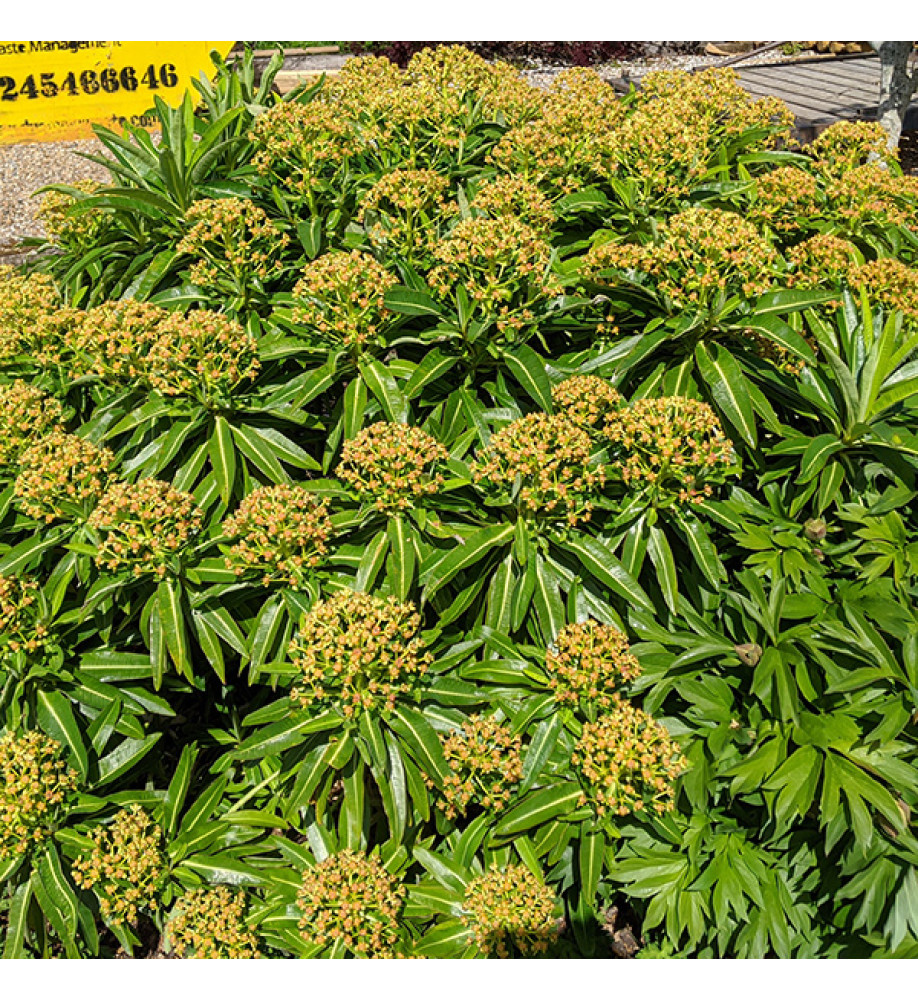 Euphorbia mellifera (1lt)