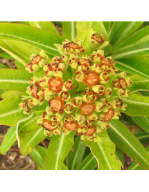 Euphorbia mellifera (1lt)