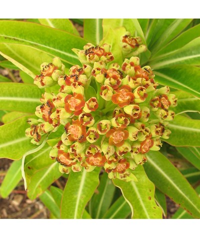 Euphorbia mellifera (2lt)