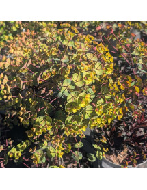 Euphorbia characias Miners Merlot (0.8lt)