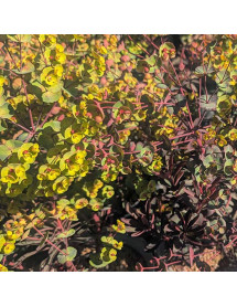 Euphorbia characias Miners Merlot (3lt)