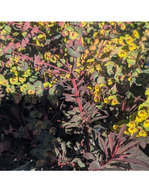 Euphorbia characias Miners Merlot (0.8lt)