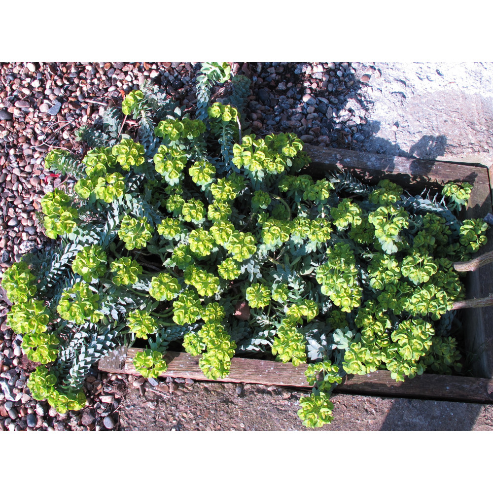 Euphorbia myrsinites   (1.5lt)