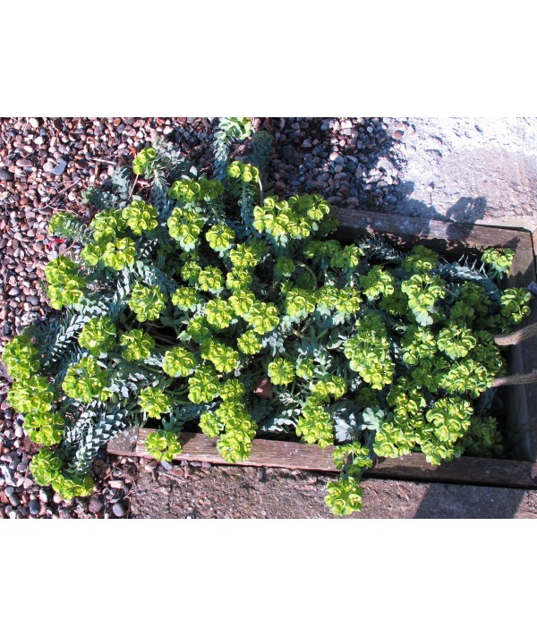 Euphorbia myrsinites   (2lt)