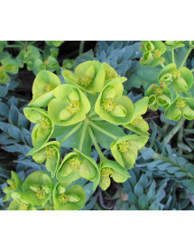 Euphorbia myrsinites (9cm) Euphorbia myrsinites (9cm)