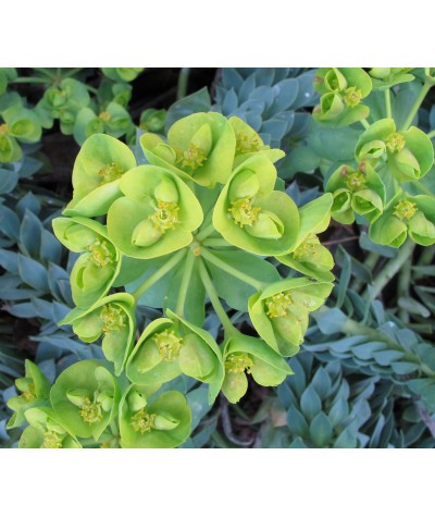 Euphorbia myrsinites   (2lt)