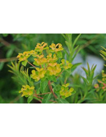 Euphorbia palustris (1lt)