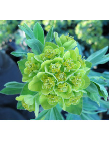 Euphorbia palustris (1lt)