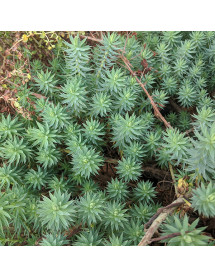 Euphorbia pithyusa (1.5lt)