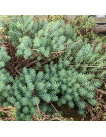 Euphorbia pithyusa (1.5lt)