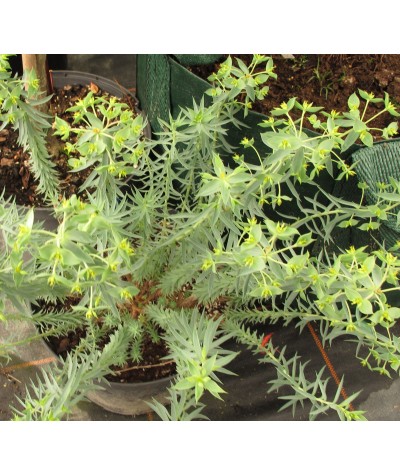 Euphorbia pithyusa (1lt)
