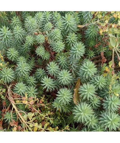 Euphorbia pithyusa (1lt)