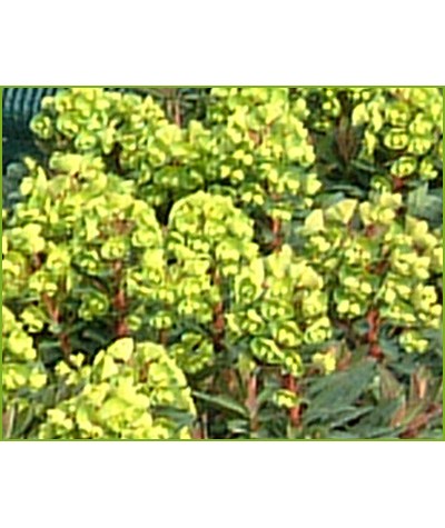 Euphorbia Redwing (1lt)