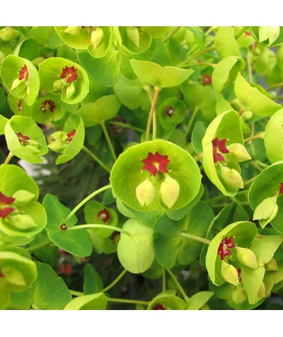 Euphorbia Redwing (1lt)