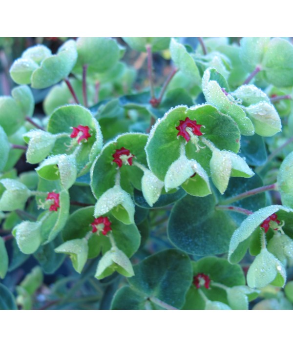 Euphorbia Redwing (1lt)